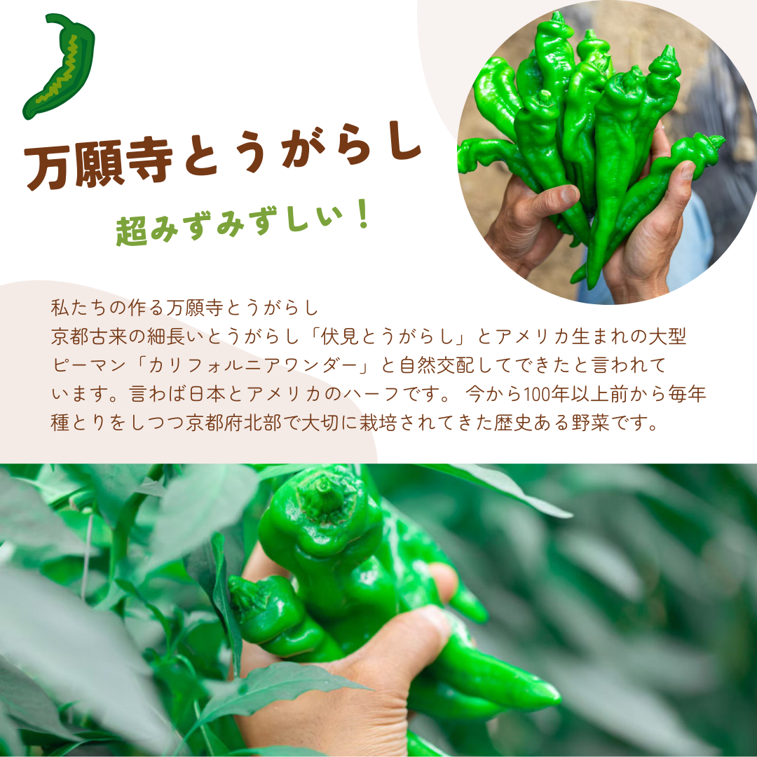 万願寺味噌
