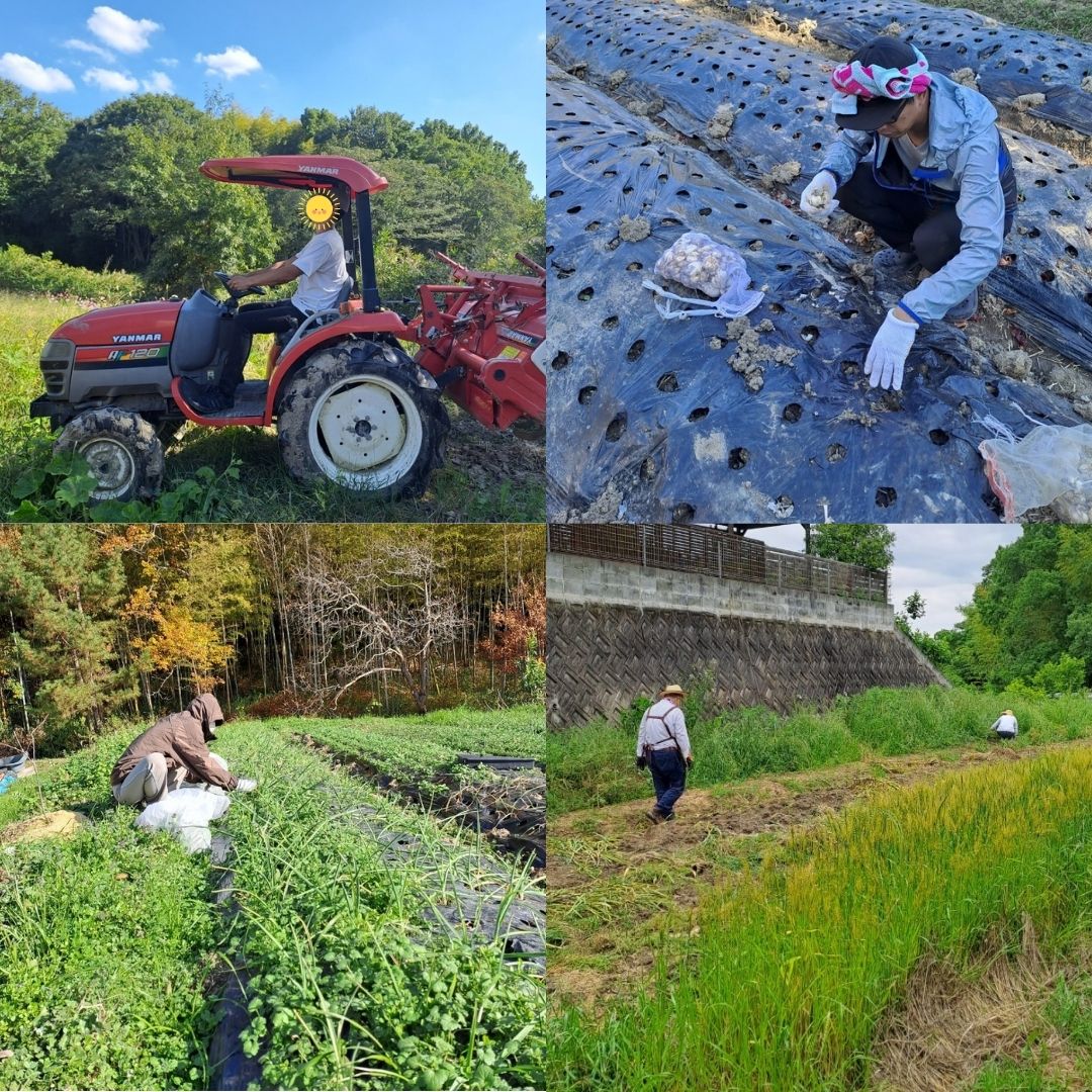 やまとの有機栽培ニンニク【奈良県産】